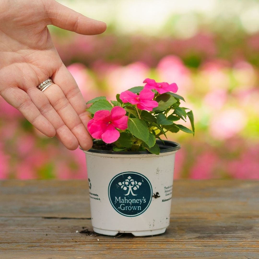 Impatiens – Beacon Rose – 4″ Pot